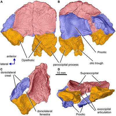 Braincase and Inner Ear Anatomy of the Late Carboniferous Tetrapod Limnoscelis dynatis (Diadectomorpha) Revealed by High-Resolution X-ray Microcomputed Tomography